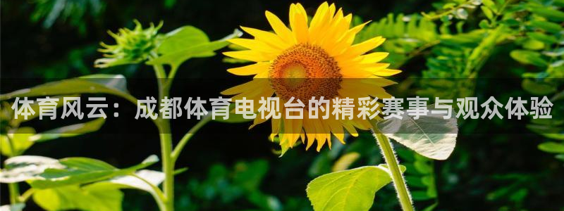 体育风云：成都体育电视台的精彩赛事与观众体验
