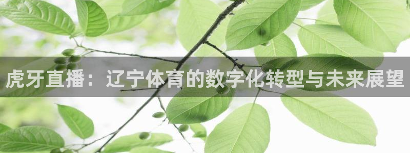 虎牙直播：辽宁体育的数字化转型与未来展望